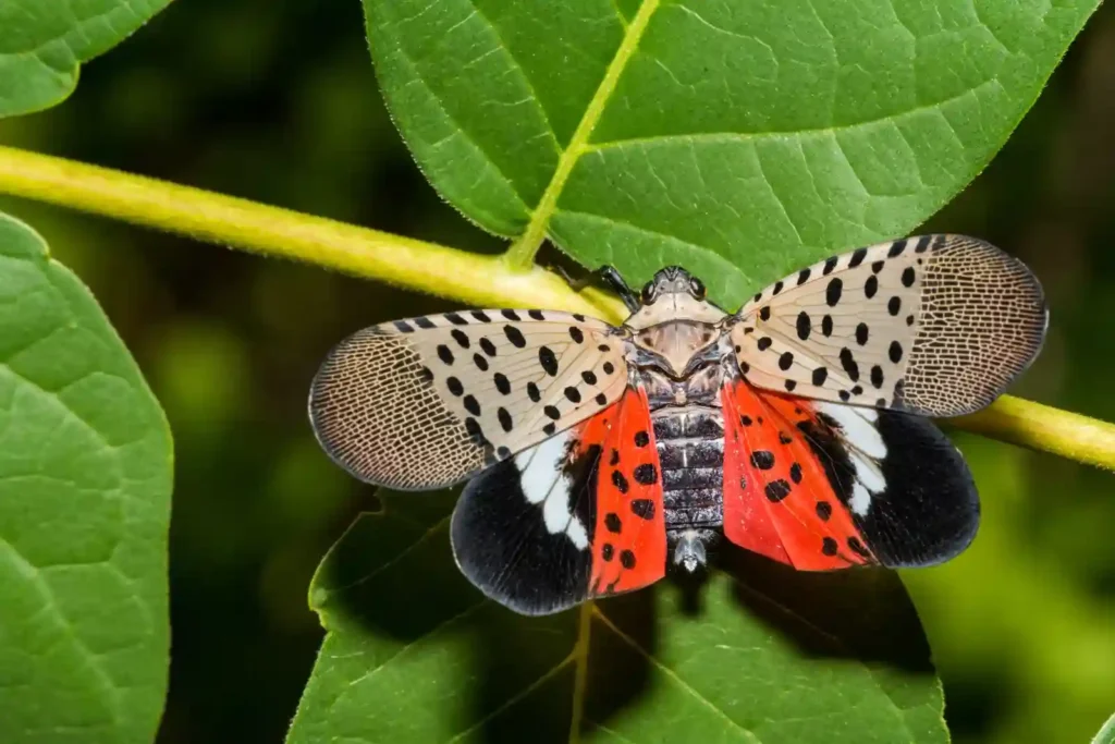 Lanternflies: A Quick Overview